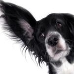 dog with big ear