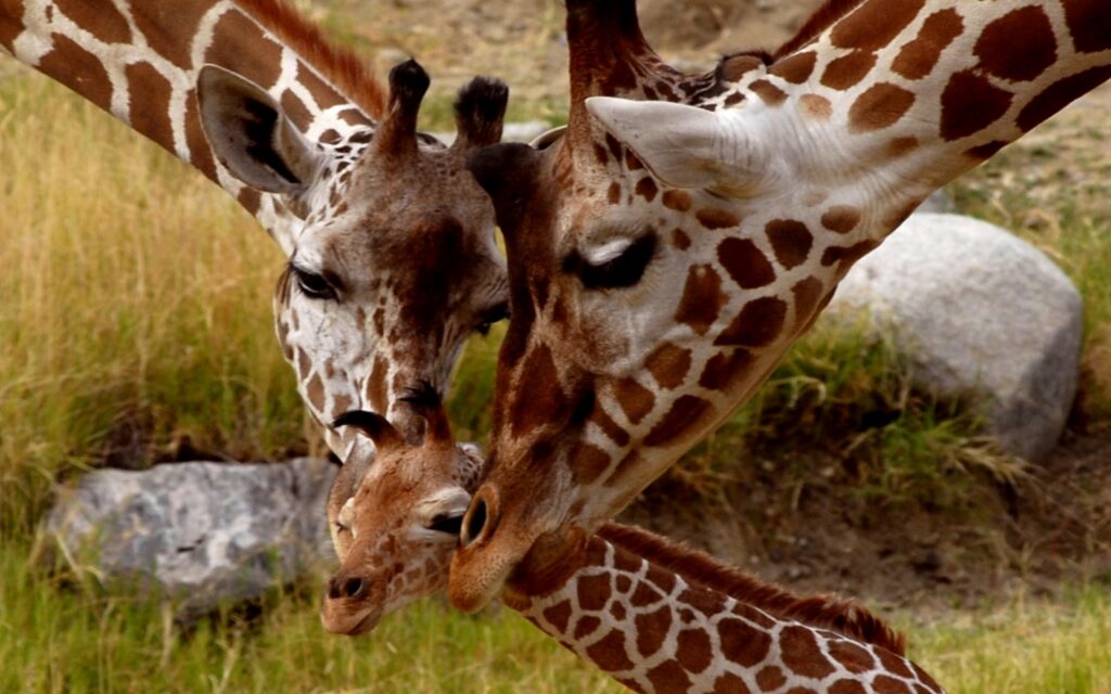 Image of a giraffe family to illustrate the idea of vendors as family.