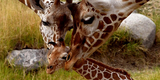 Image of Giraffe Family.
