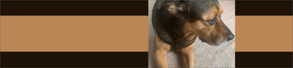 Image of dog on colour background.